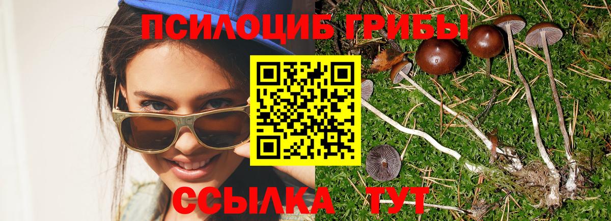 Мичуринск  Псилоцибиновые грибы мухоморы  Псилоцибиновые грибы Cubensis  Вход с VPN 